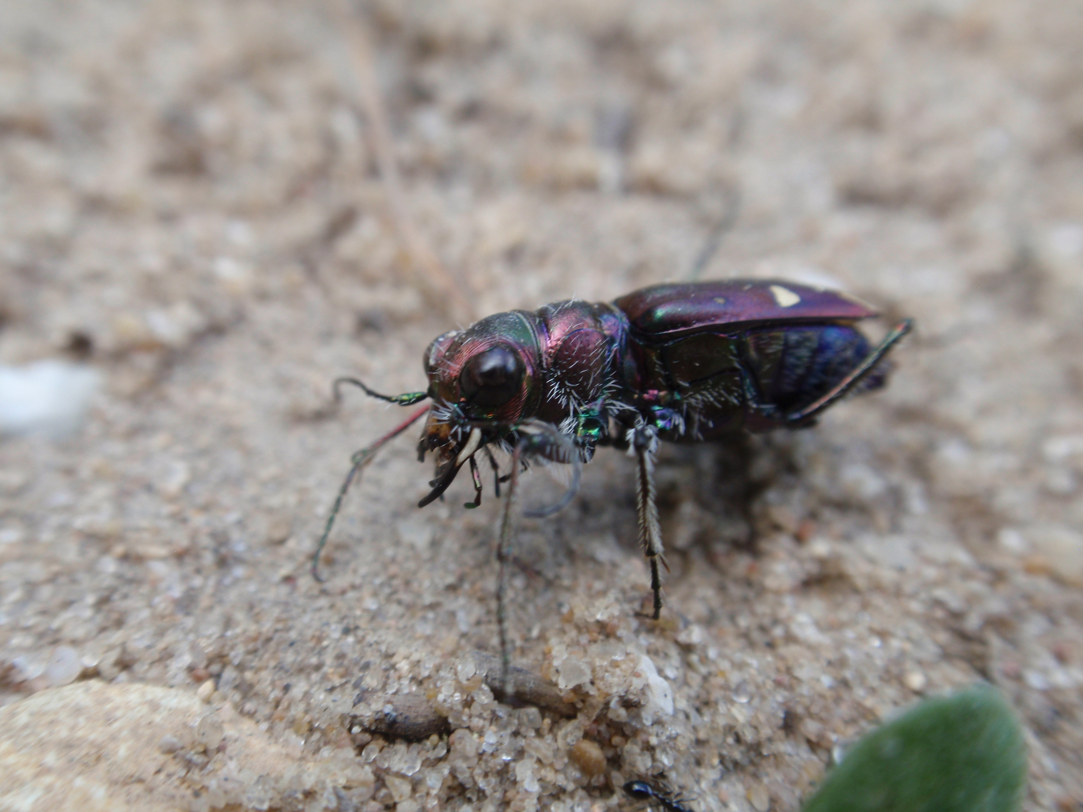 Close up of a tiger beetle.